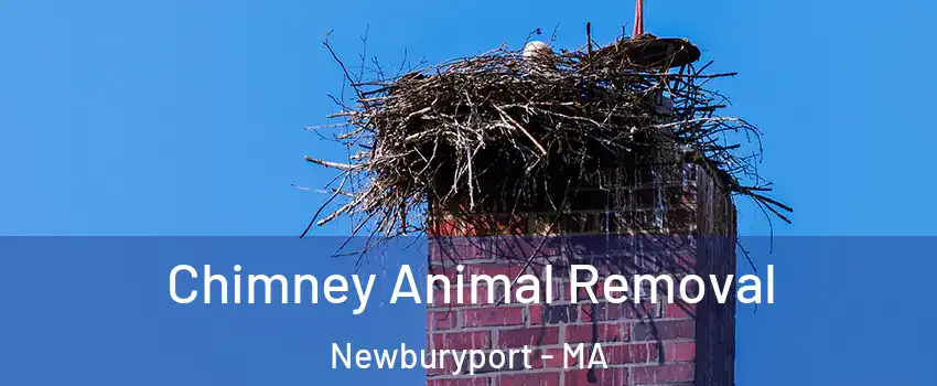  Chimney Animal Removal Newburyport - MA
